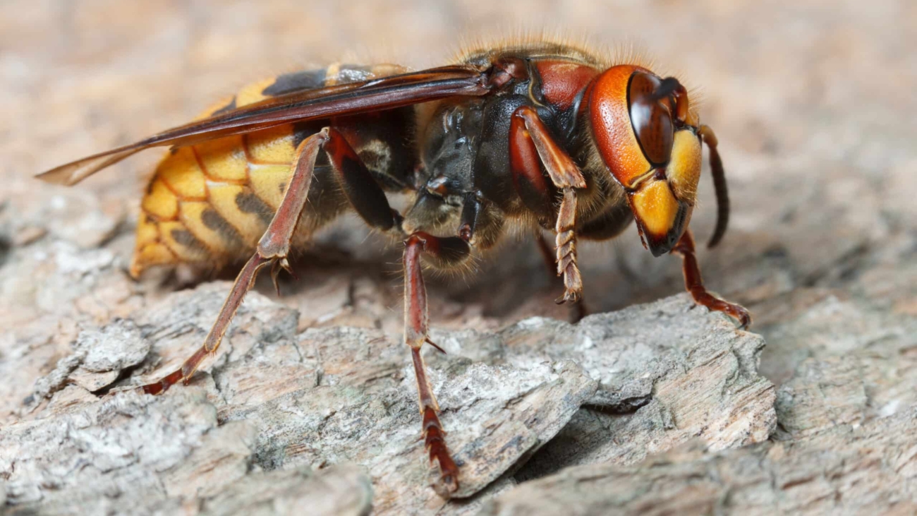 a close up of a European hornet