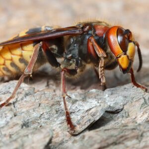 a close up of a European hornet