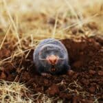 a mole in the dirt