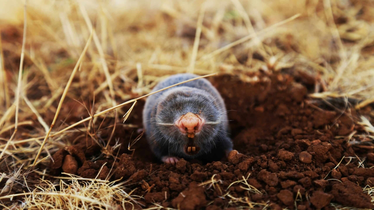 a mole in the dirt