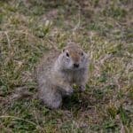 a gopher standing in grass