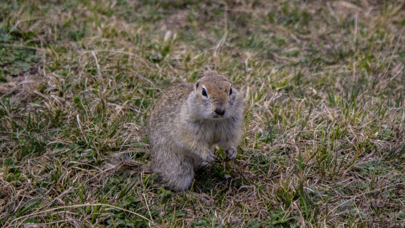 a gopher standing in grass