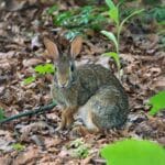 cottontail rabbit