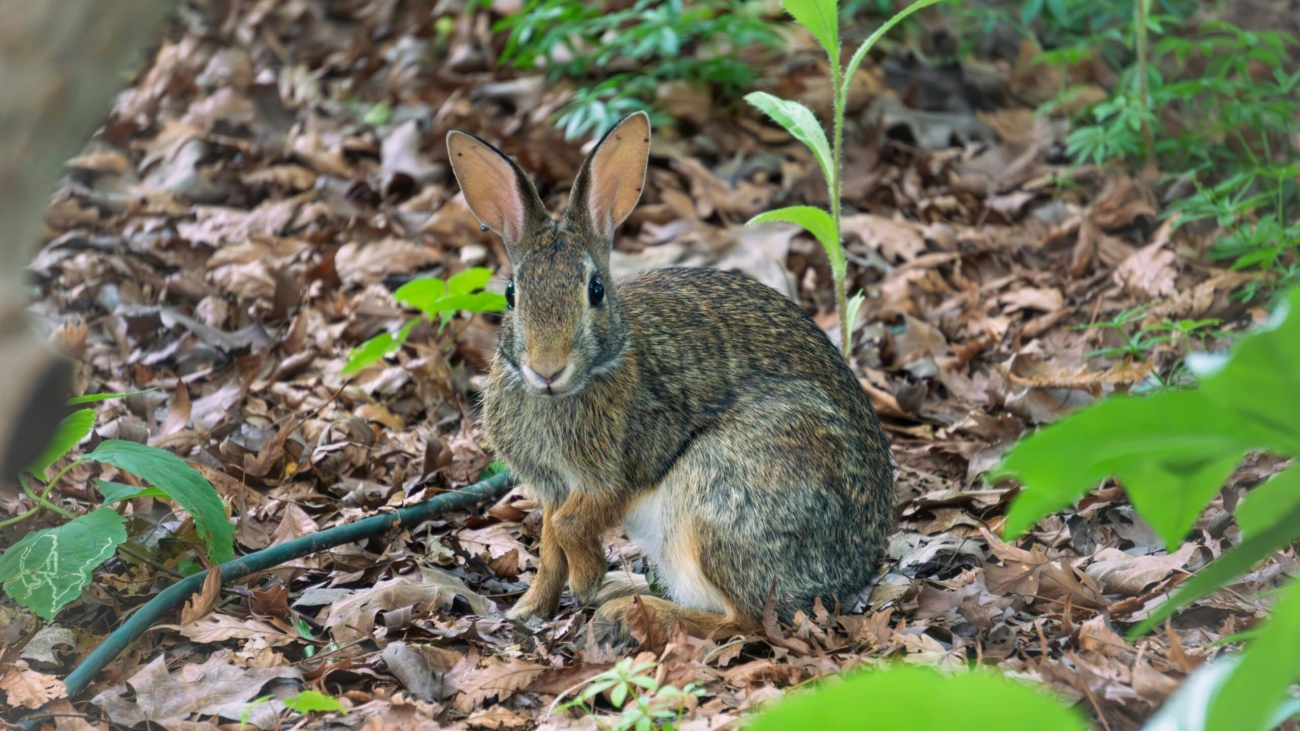 cottontail rabbit