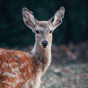 a deer with large ears