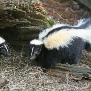 Skunks in the forest