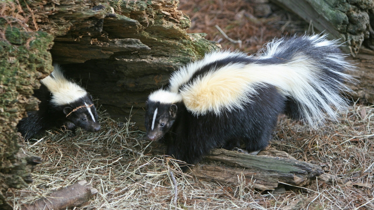 Skunks in the forest