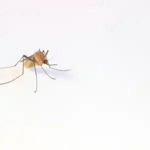 a close up of a mosquito