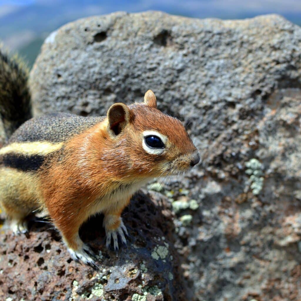 chipmunk