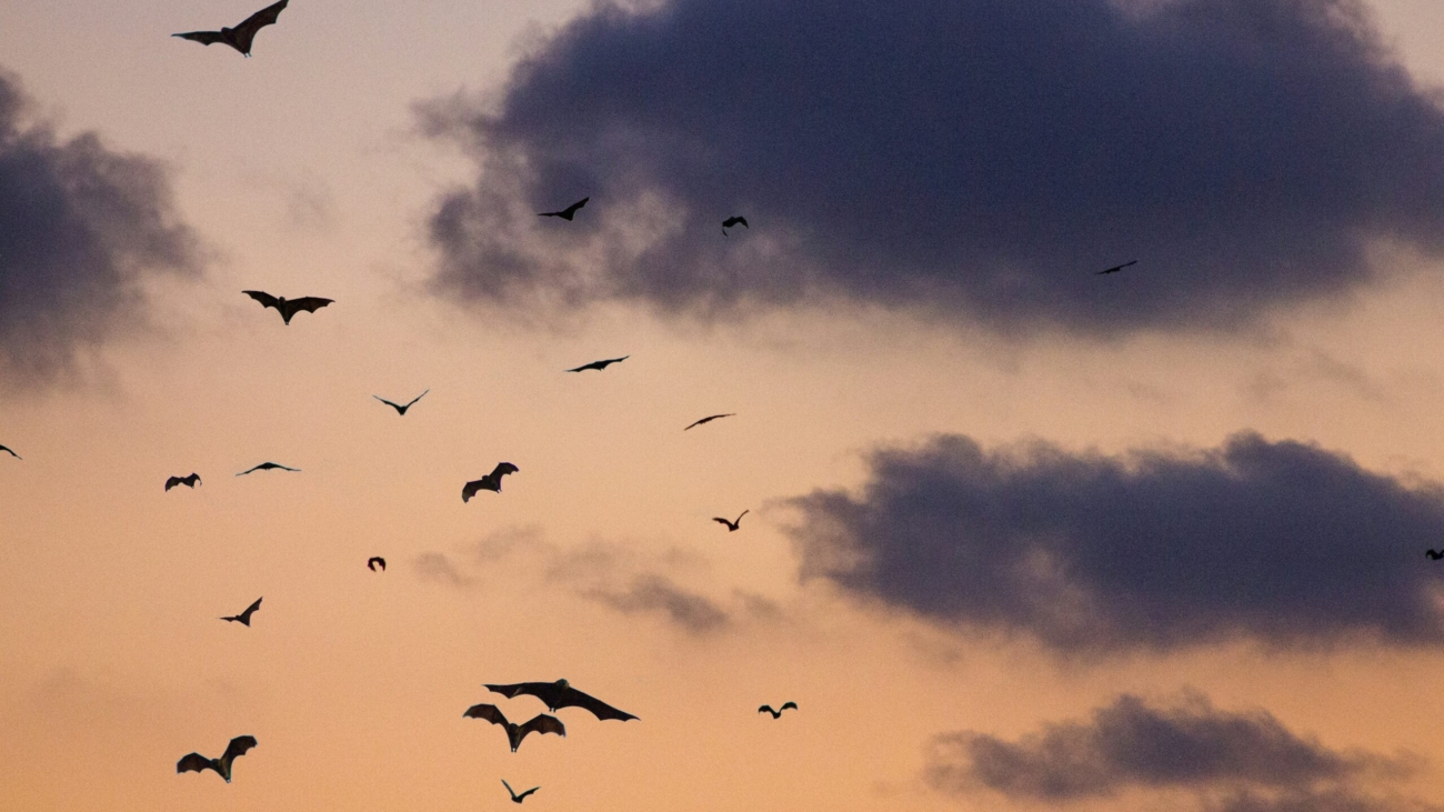 bats flying in the sky