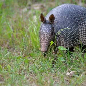 armadillo in field