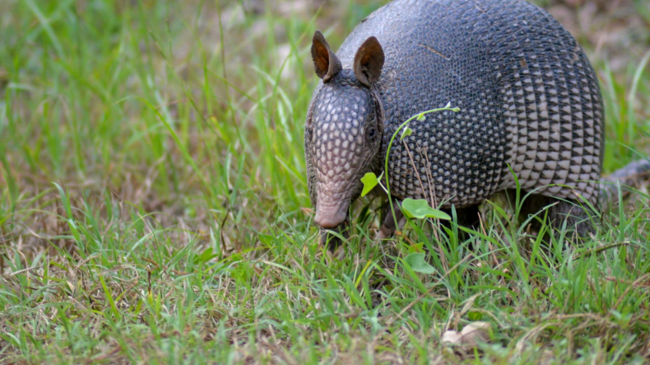 armadillo in field