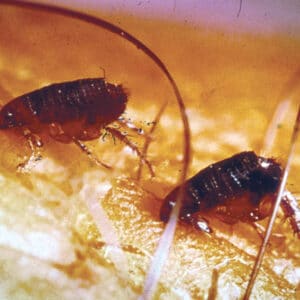 close-up of a flea on skin