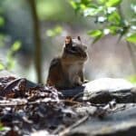 chipmunk on rocks