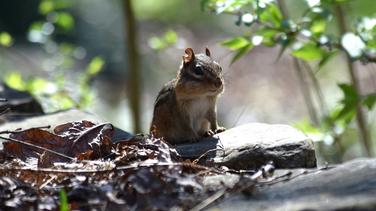 chipmunk on rocks