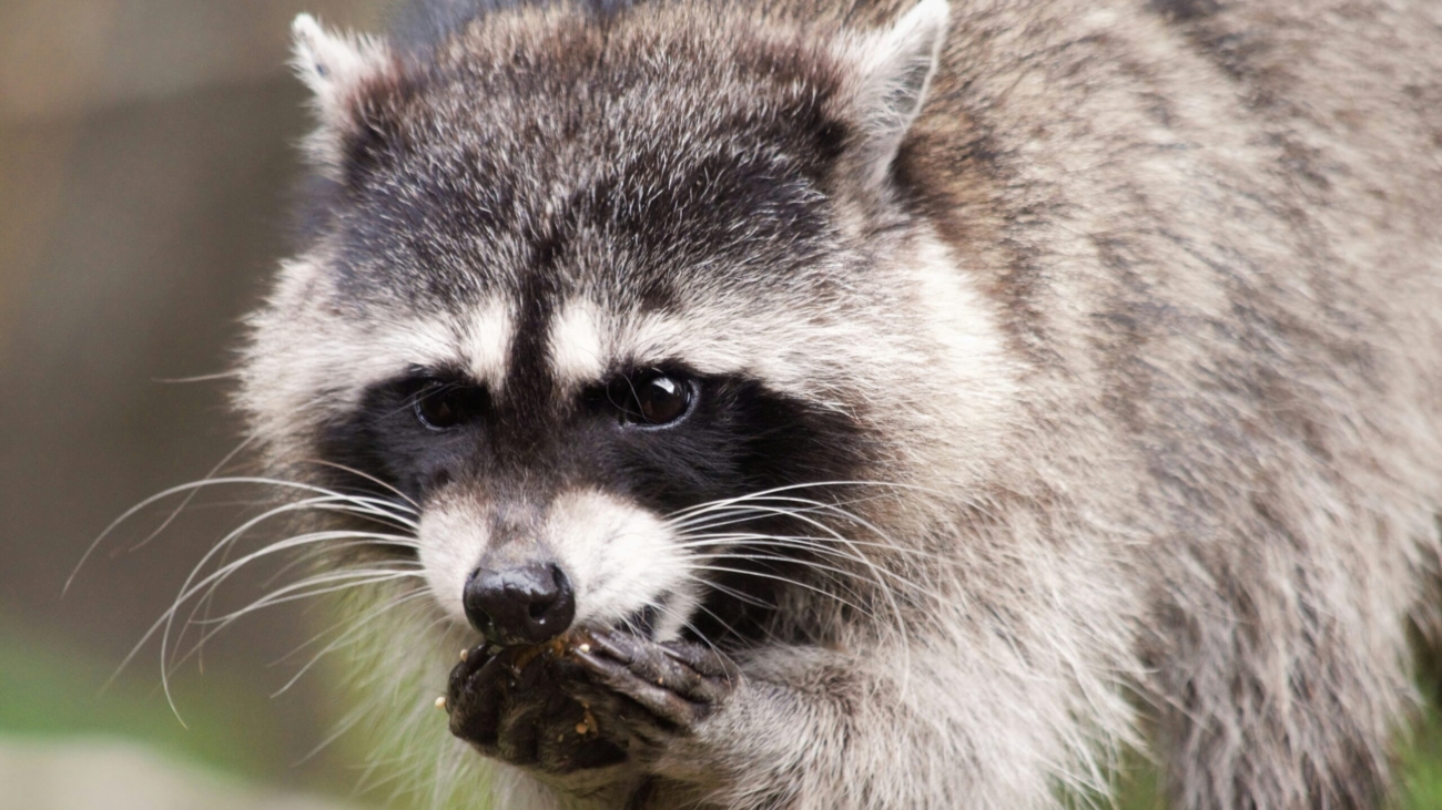 a raccoon eating a nut