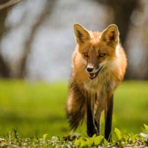 a fox walking on grass