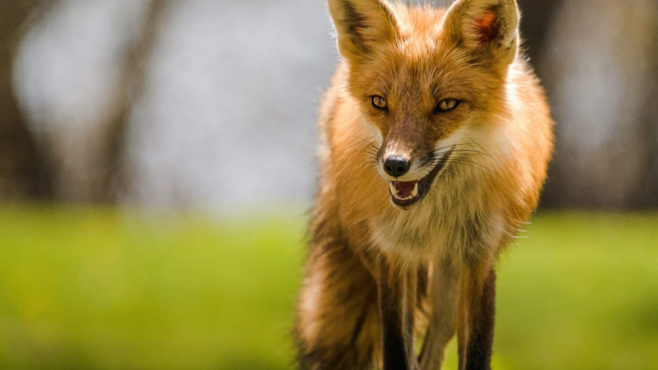 a fox walking on grass