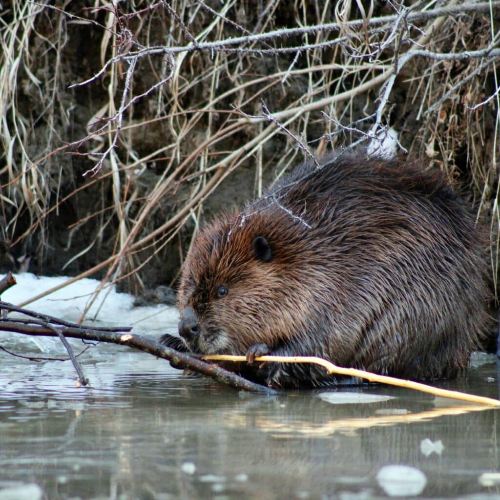 a beaver standing in water with a stick