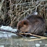 a beaver standing in water with a stick