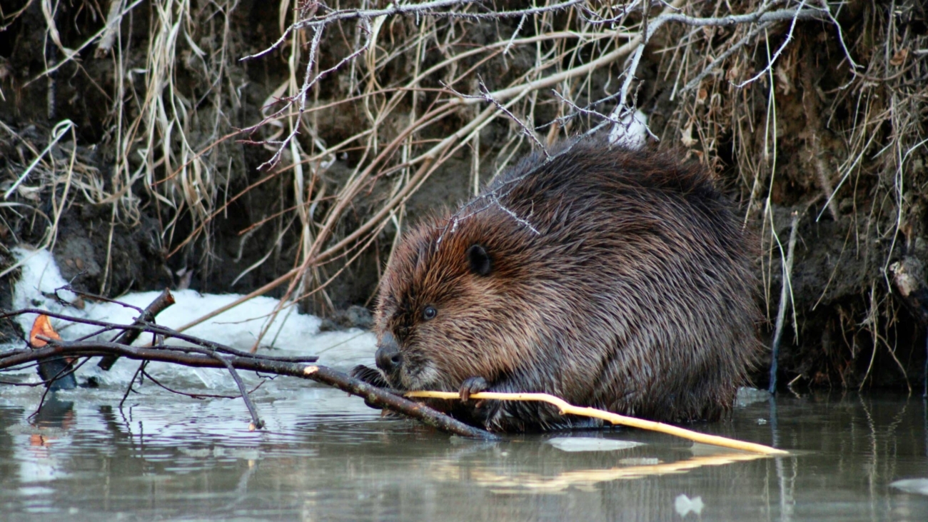 a beaver standing in water with a stick