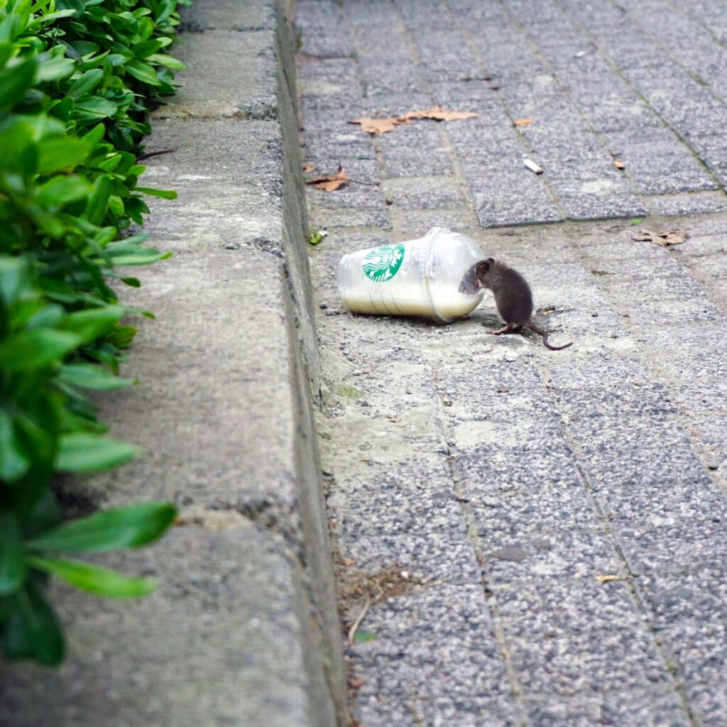 a mouse on the ground near a plastic bottle