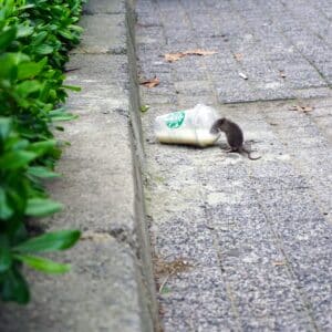 a mouse on the ground near a plastic bottle