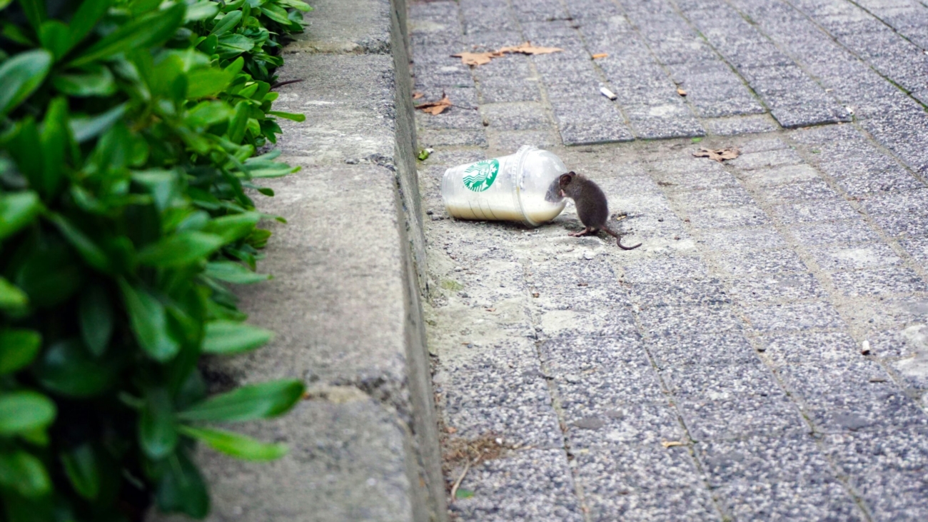 a mouse on the ground near a plastic bottle