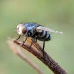 a close up of a fly on a stick