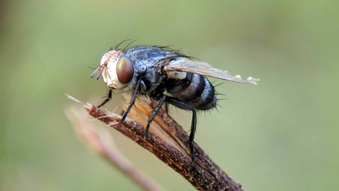 a close up of a fly on a stick