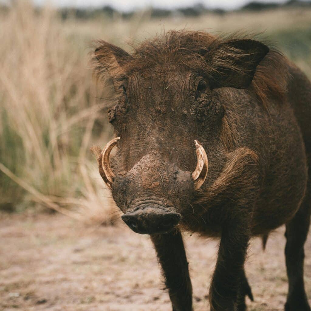 wild hog