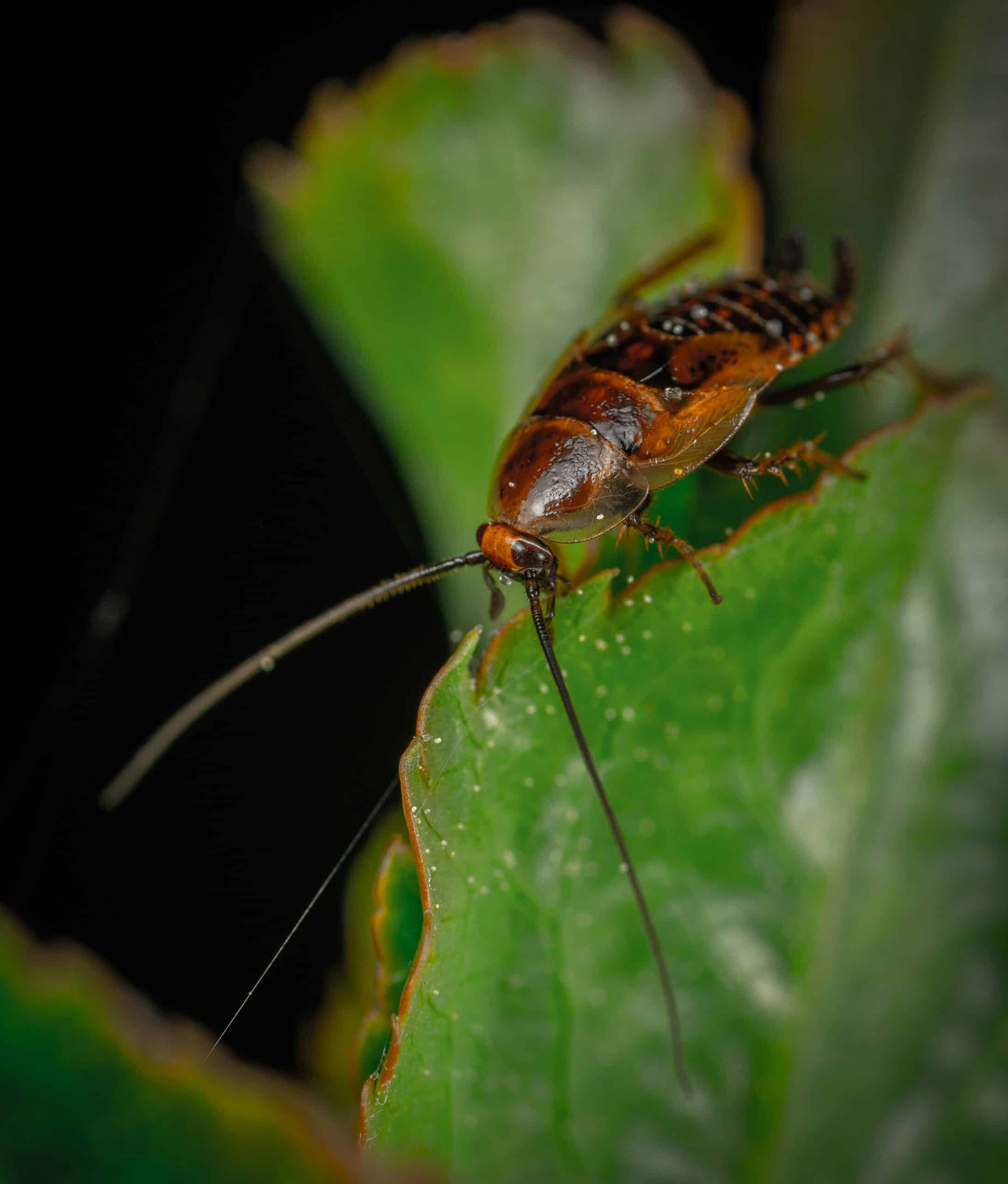 cockroach control starts at the perimeter