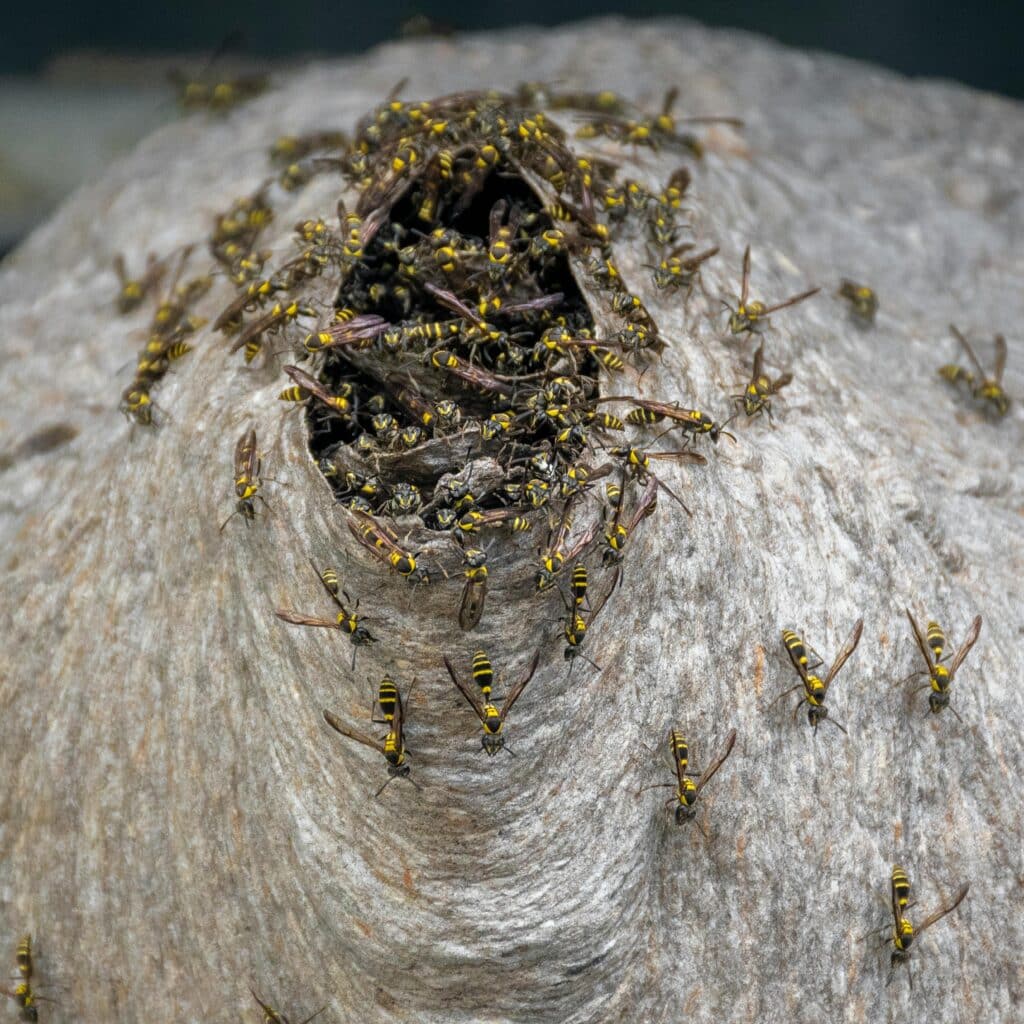 image of wasps at the enterance to a hive before wasp control starts.