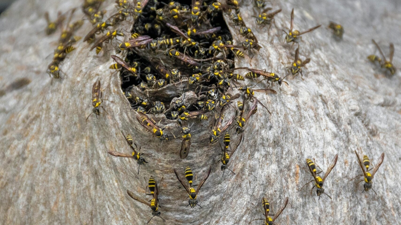 image of wasps at the enterance to a hive before wasp control starts.