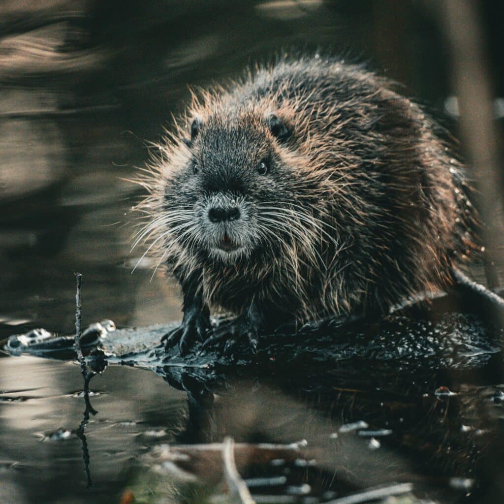 a beaver standing in water