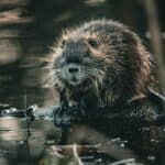 a beaver standing in water