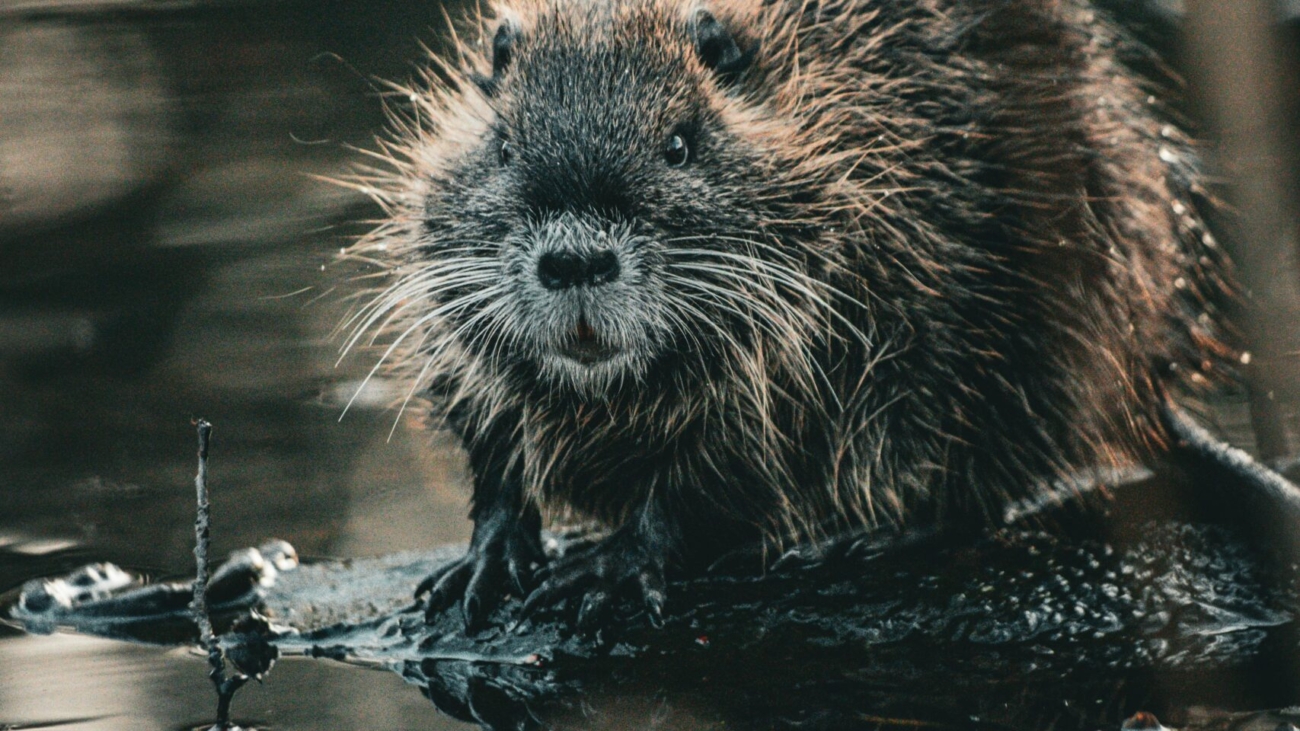 a beaver standing in water