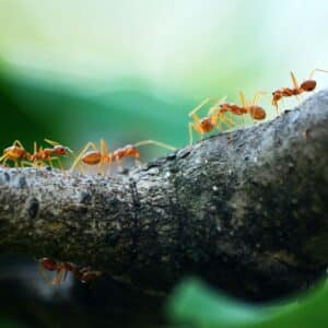 a group of fireants walking on a branch