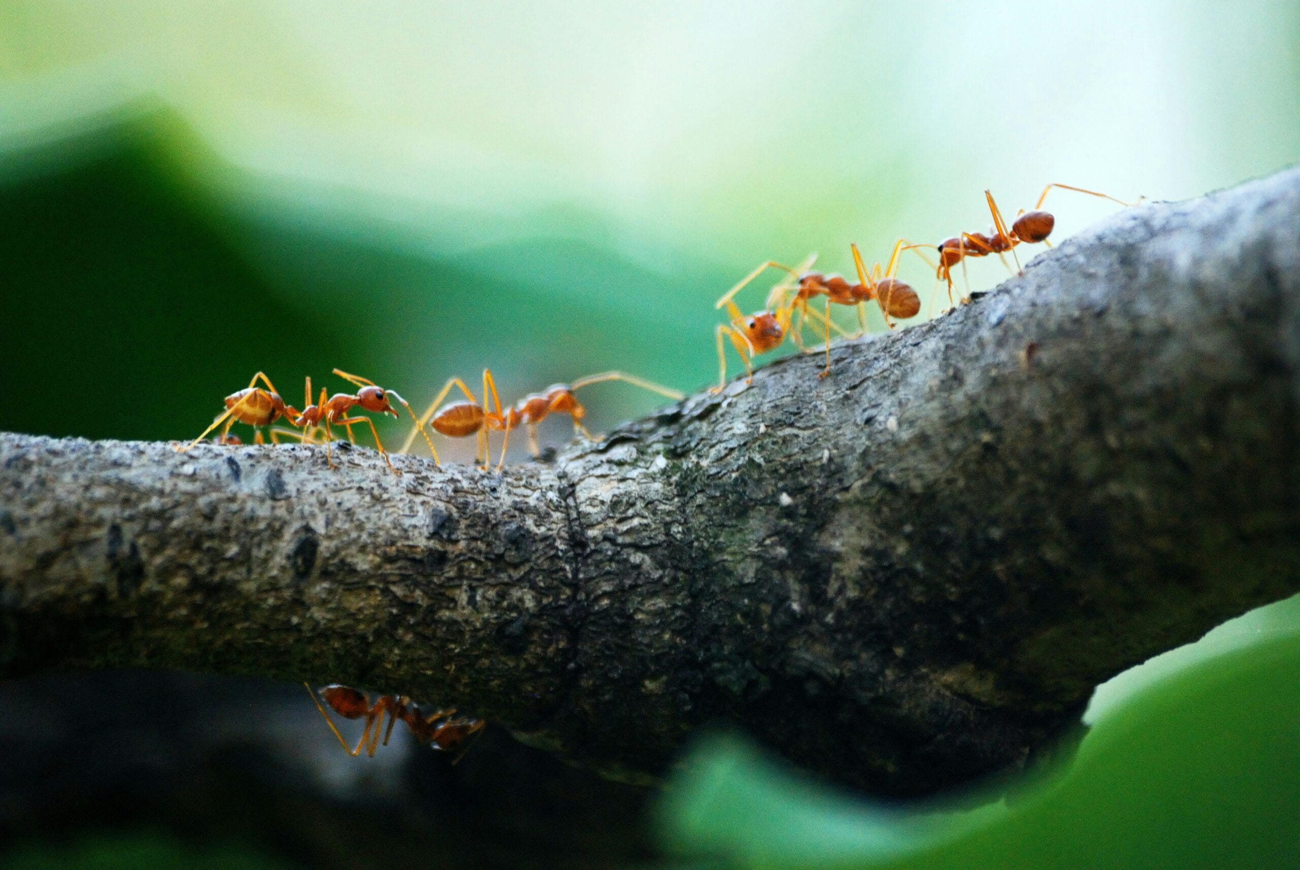 a group of fireants walking on a branch