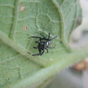 brown recluse spider