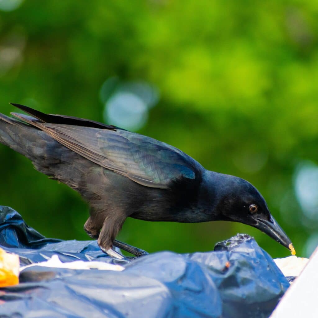 a grackle bird standing on a blue plastic bag