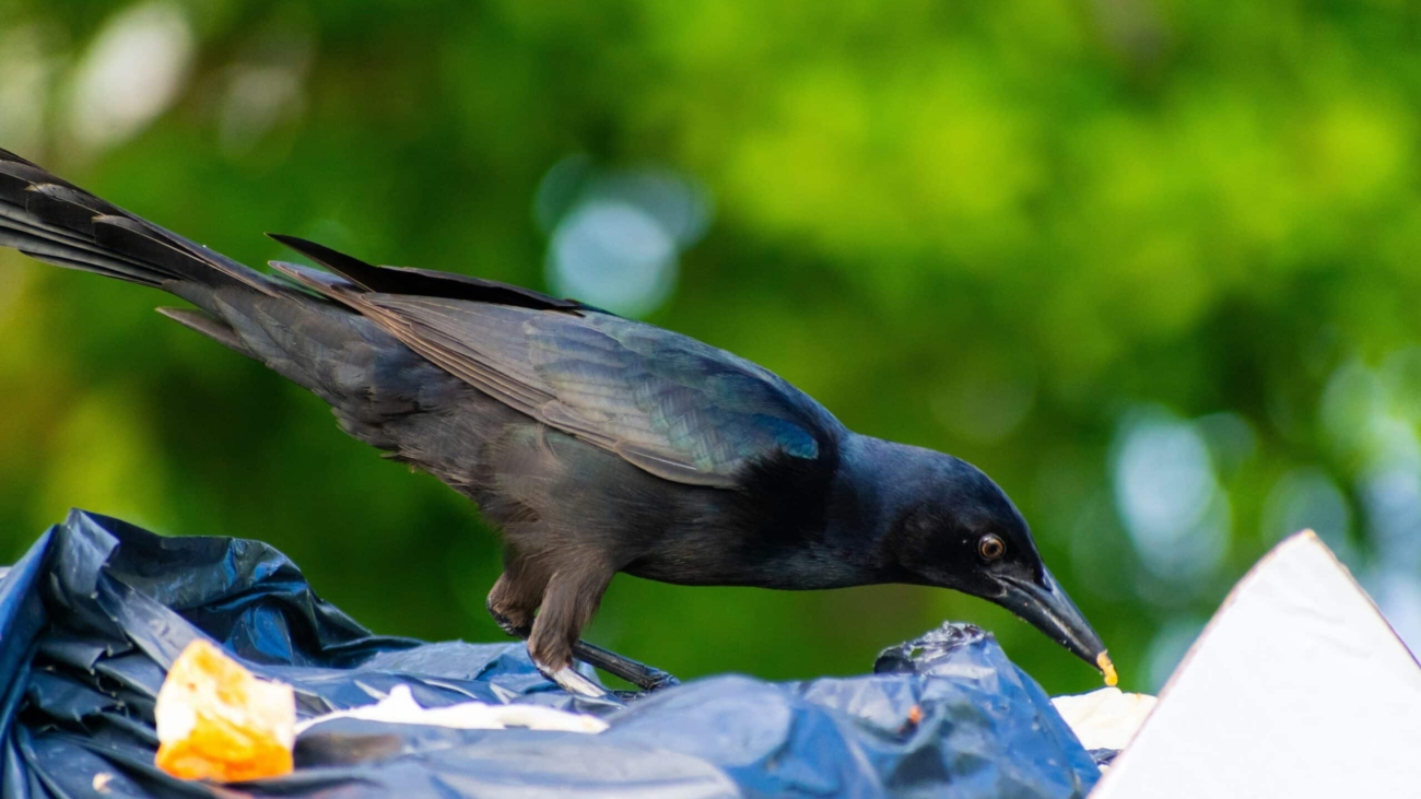 a grackle bird standing on a blue plastic bag