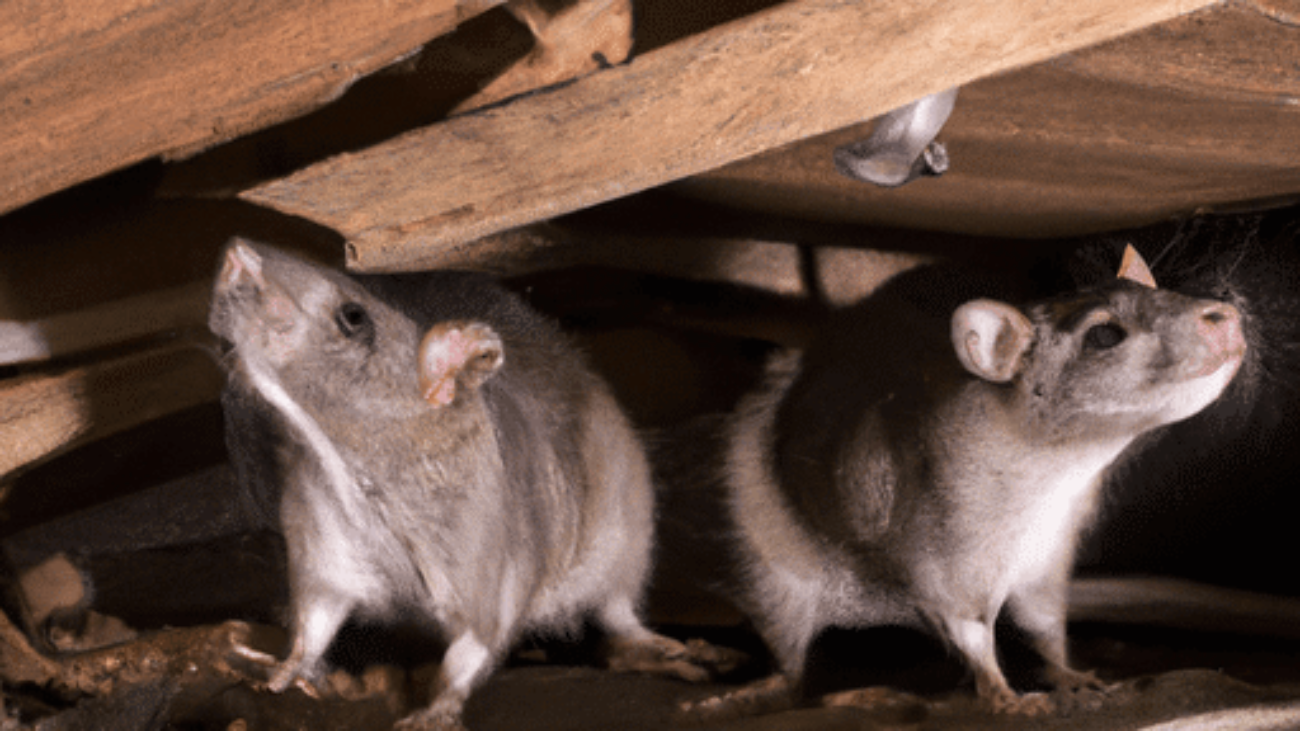 two roof rats standing in the attic