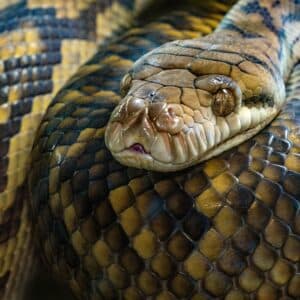 a close up of a snake