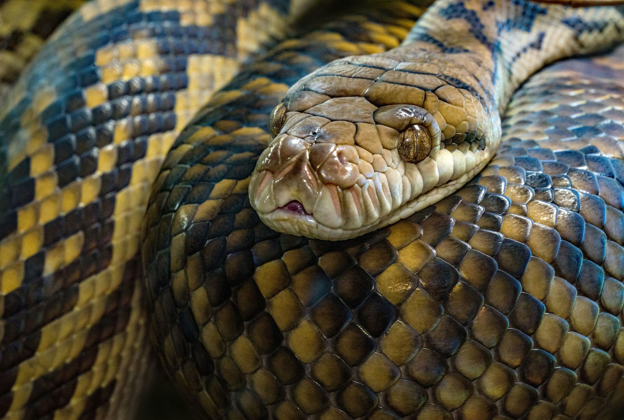 a close up of a snake