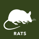 a white rat with long tail and whiskers