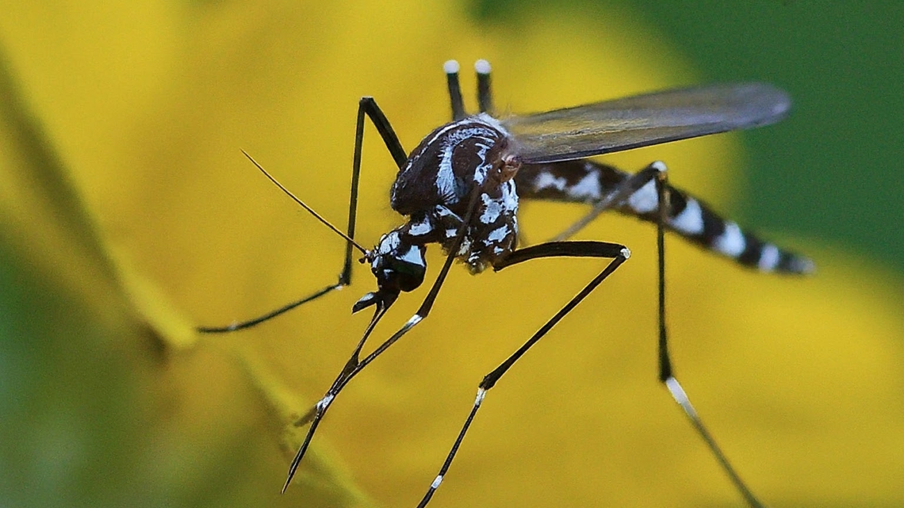 up close photo of mosquito menance