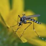 up close photo of mosquito menance