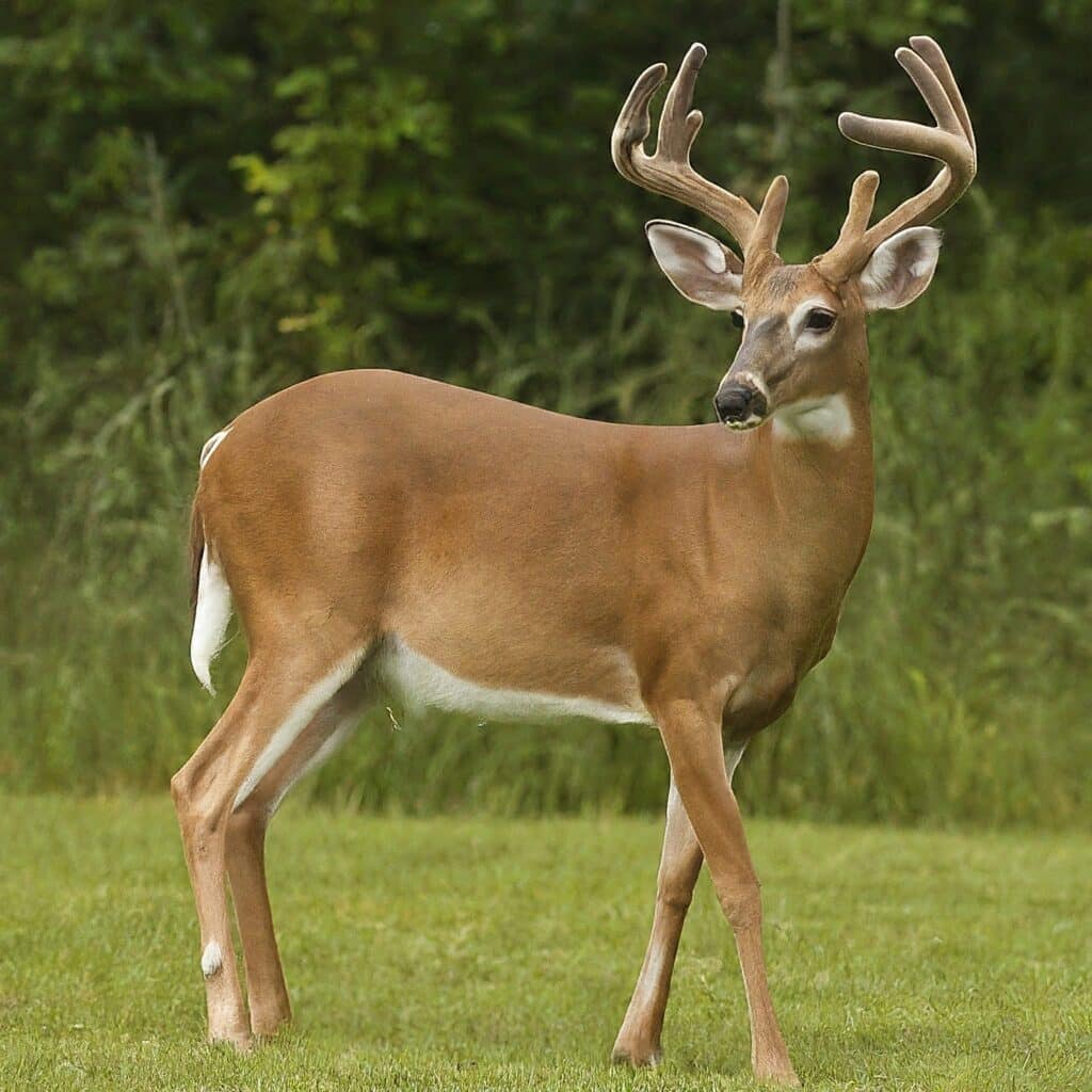 Large buck - male deer - looking back as it walks through a groomed grass