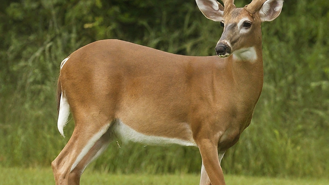 Large buck - male deer - looking back as it walks through a groomed grass